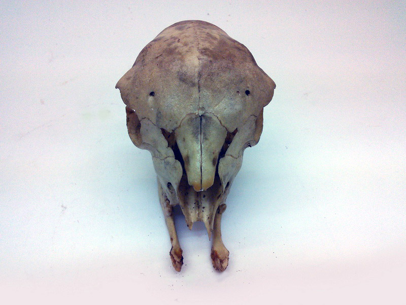 craneo animal 12x8x8 1u